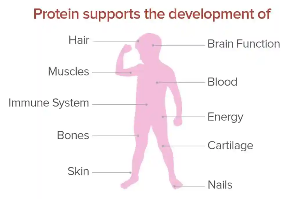 Protein development