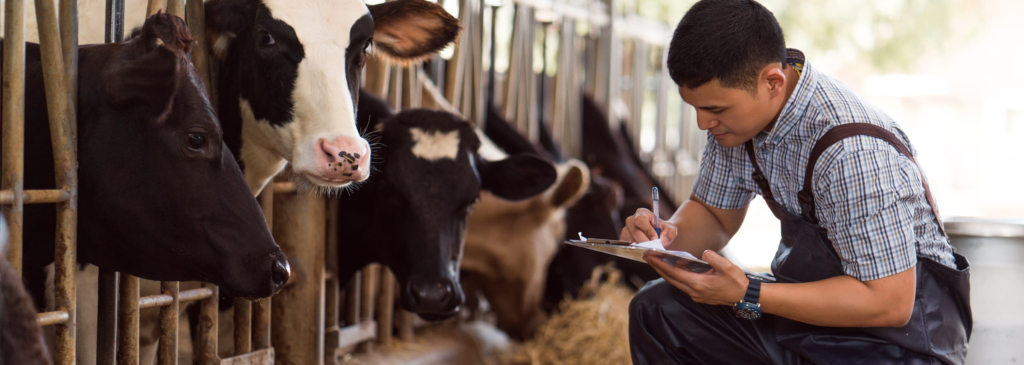 A man works on a clipboard while sitting next to cows.