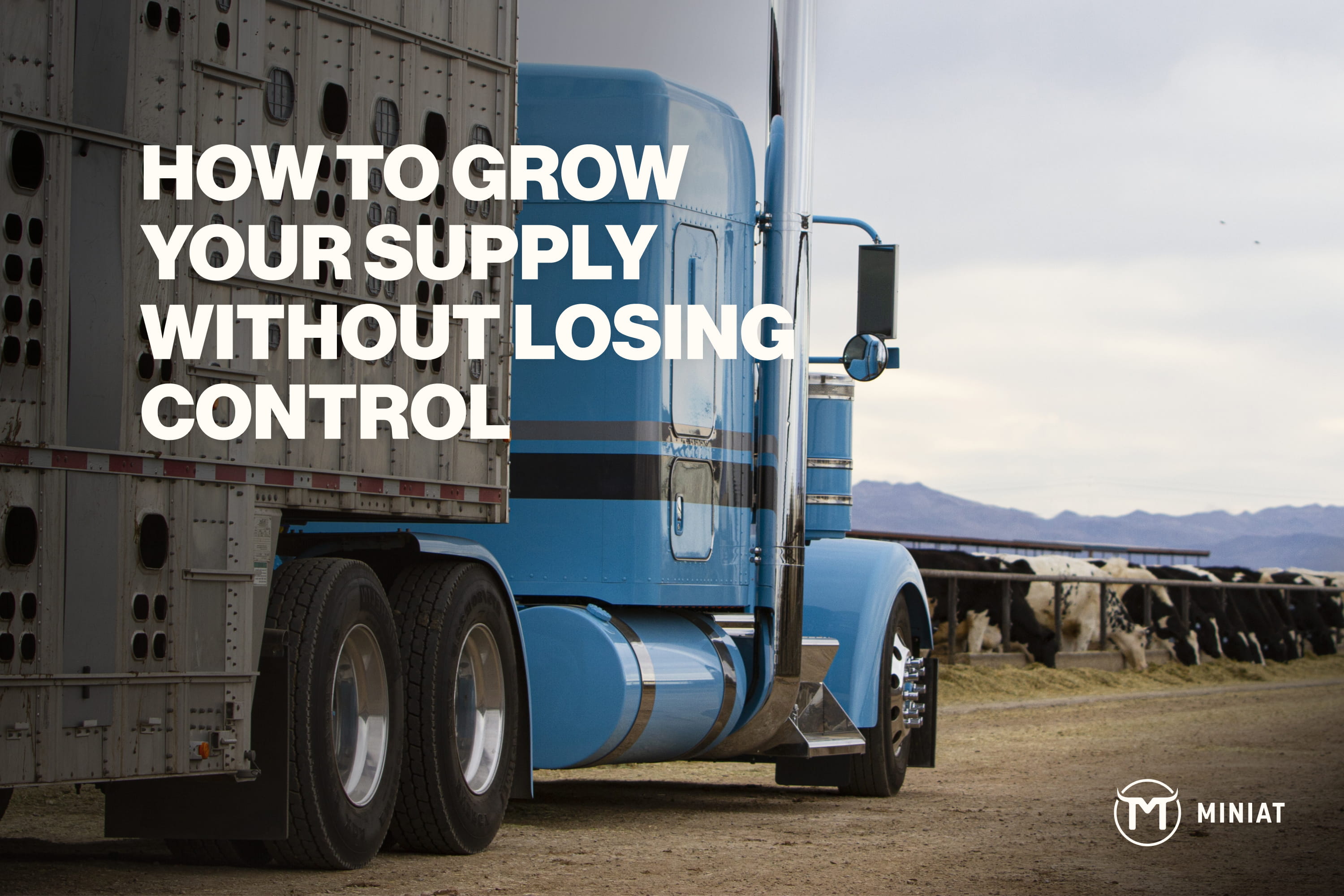 Blue semi-truck hauling livestock trailer parked at a cattle farm, with the headline "How to grow your supply without losing control" and the Miniat logo.